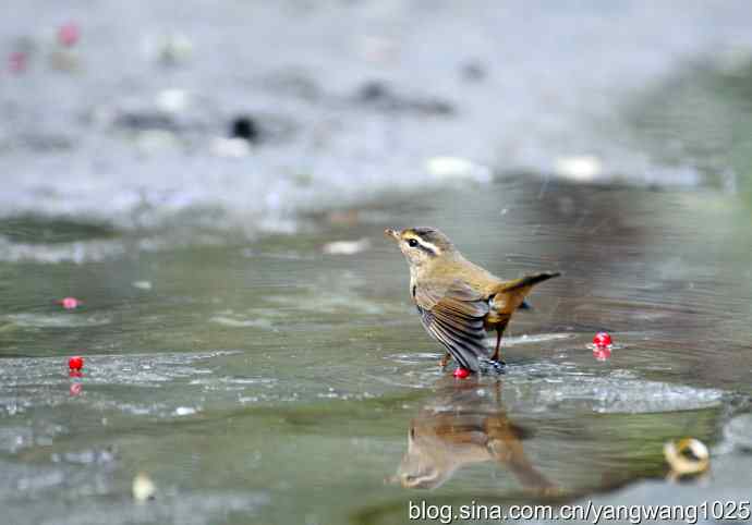 洗浴中的褐柳莺