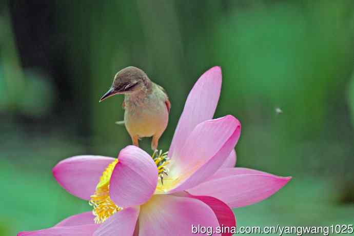 东方大苇莺与荷花(7) 东方大苇莺与荷花(7)
