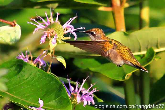 美国鸟类摄影——蜂鸟与管香蜂草