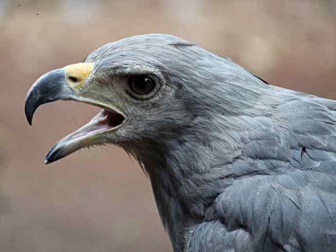 犬科：狐亚科伪狐属之阿根廷狐、山狐、达尔文狐