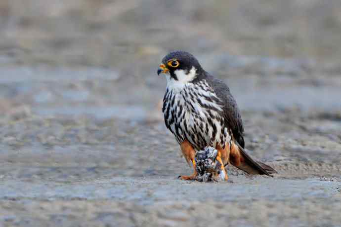 摄猛野鸭湖（地版与早餐）