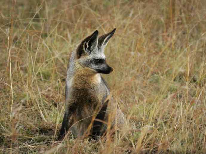 犬科：狐亚科之大耳狐