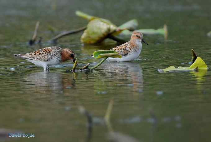 曼妙起舞--慢门抓拍滨鹬起飞瞬间