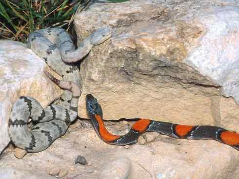 龙：传说的兽原型探秘（游蛇类）