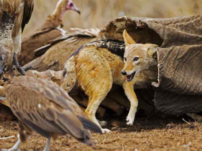 犬科：犬亚科犬属之金豺、黑背豺（胡狼类）