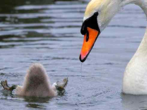 家禽驯化之源之十一
