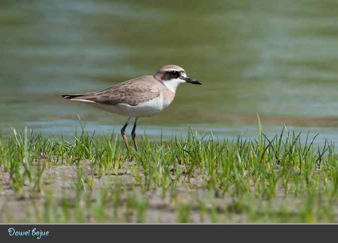 蒙古沙鸻和红喉鹨