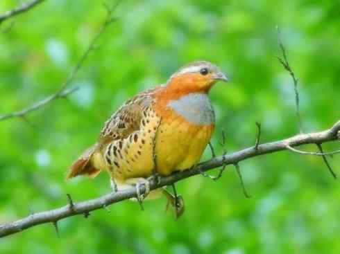 家禽驯化之源之九