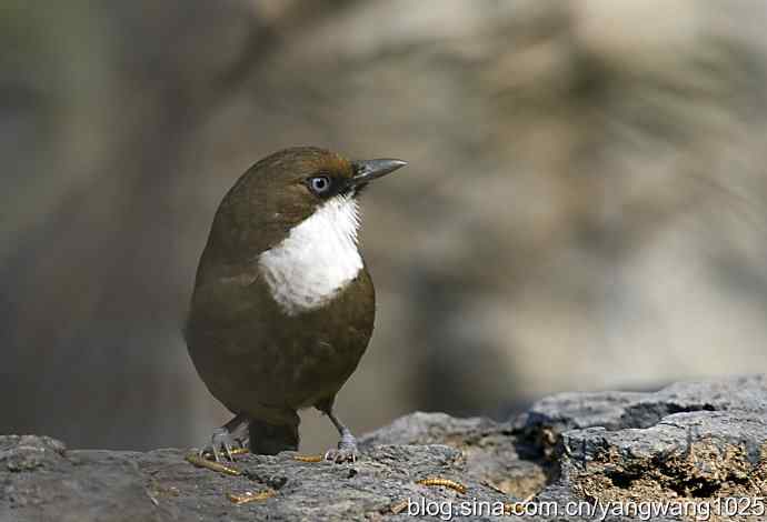 北京又现新品种(白喉噪鹛) wbr3