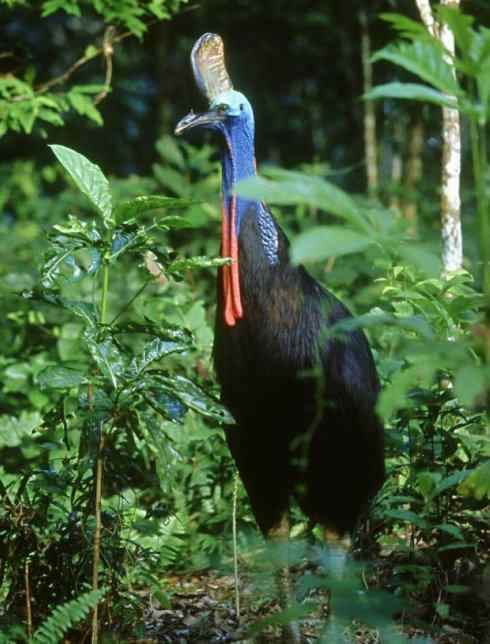 奇特的盔：鹤鸵