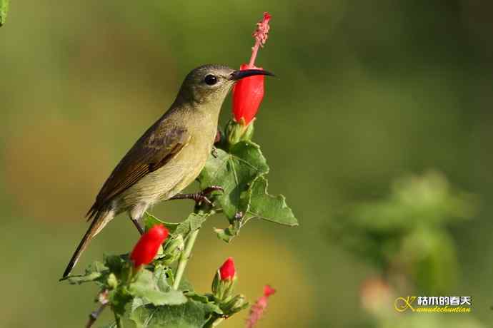西双版纳拍鸟:黄腰太阳鸟 西双版纳拍鸟:黄腰太阳鸟