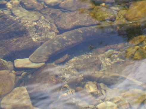 鱼类活化石：背眼七鳃鳗