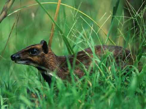 麒麟：传说的兽原型探秘（长颈鹿）