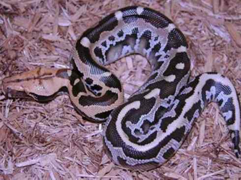 龙：传说的兽原型探秘（蟒蛇类）