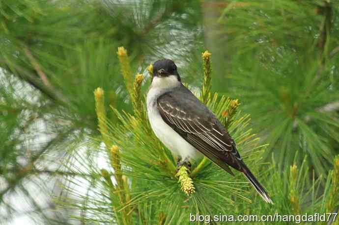 美国鸟类摄影——东霸鹟：个子不大，却十分霸道