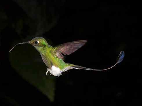 猎奇：奇特的鸟喙之九