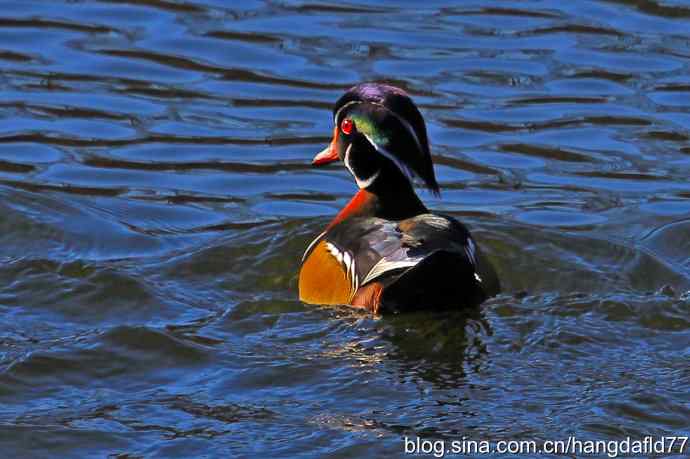 林鸳鸯(3) 林鸳鸯(3)