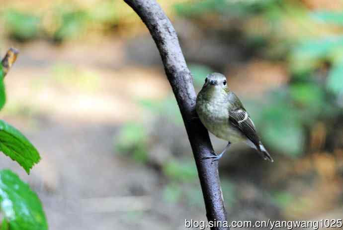 雌性白眉姬鹟（10）