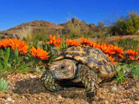 玄武：传说的兽原型探秘（象龟）