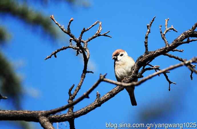 候鸟已过境,麻雀来当家 候鸟已过境,麻雀来当家