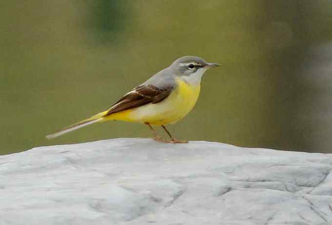 莲花池四月的花鸟