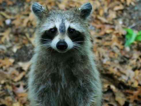 动物世界：山寨还是原创？