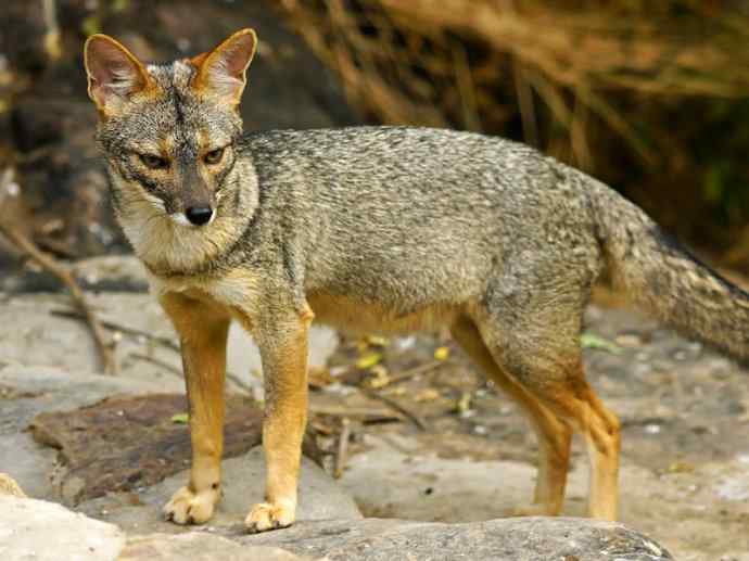 犬科：狐亚科伪狐属之高地狐、河狐、秘鲁狐
