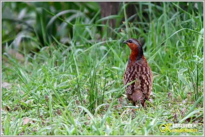 记录鈥溁倚刂窦︹潯菊掌
