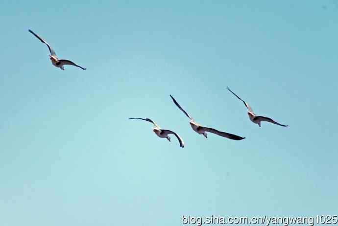 斑头雁（抓拍）15