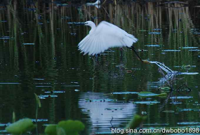 小白鹭的晚餐