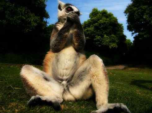 动物世界：山寨还是原创之十五