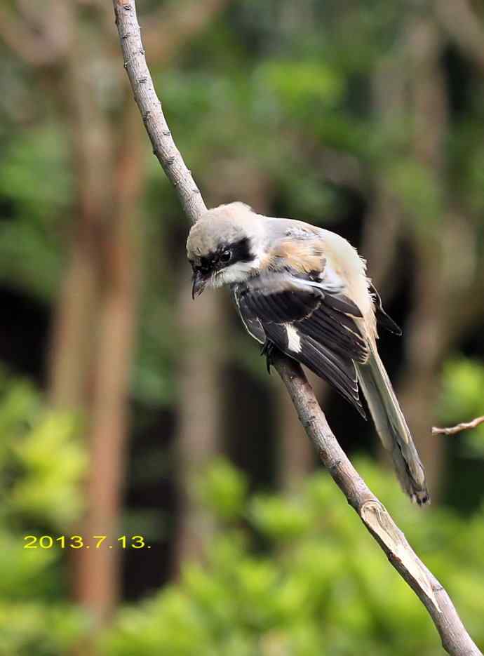 207.小伯劳成长记（3）亲鸟育儿篇