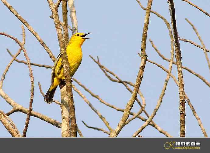 云南拍鸟：记录到九种鈥滒氢潯臼蹬摹