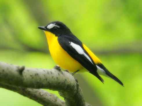 美丽无罪：雀鸟之姬鹟