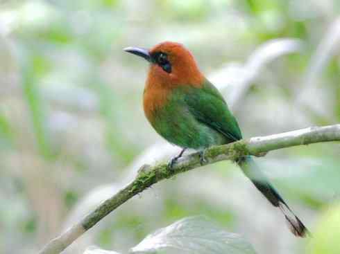 绝色攀禽:佛法僧目之翠鴗2 绝色攀禽:佛法僧目之翠鴗2