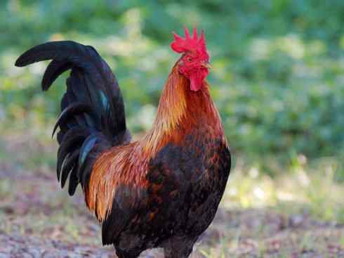 凤凰：传说的鸟原型探秘（原鸡）