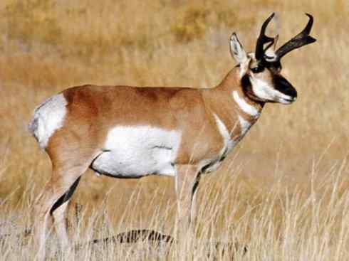 麒麟：传说的兽原型探秘（叉角羚）