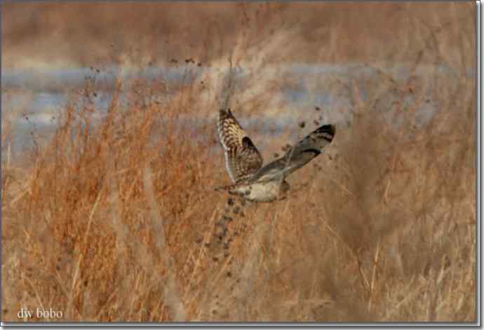野鸭湖猛禽-红隼、短耳鸮、毛脚鵟