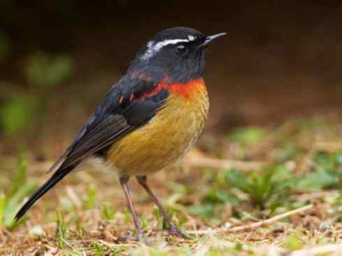 美丽无罪：雀鸟之林鸲