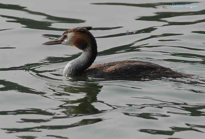 颐和园的凤头 颐和园的凤头