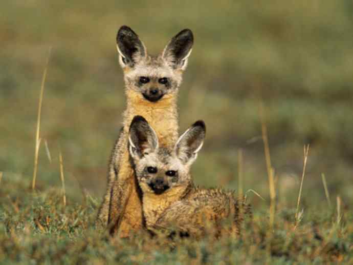 犬科：狐亚科之大耳狐