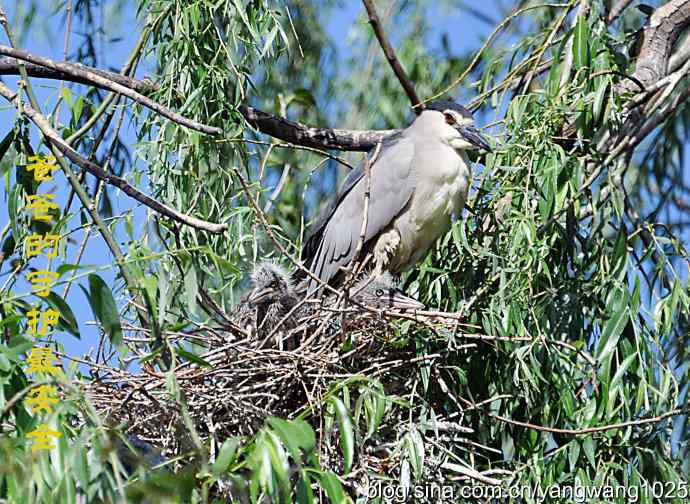 北京动物园的鸟类——新生命的期盼