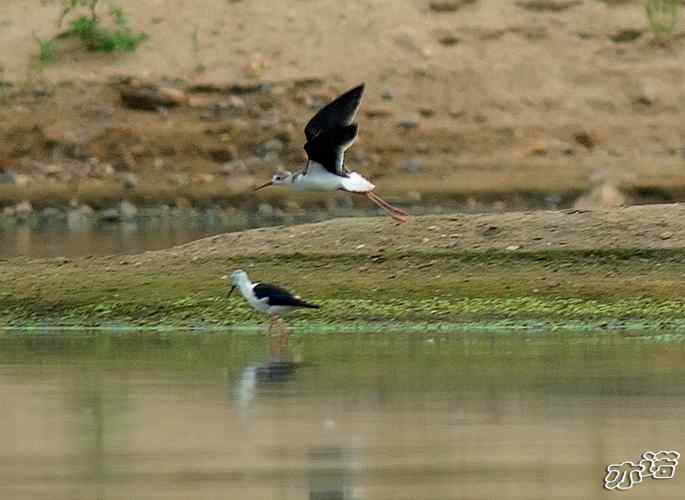 北京沙河&nbsp;wbr路&nbsp;wbr黑翅长脚鹬和扇尾沙锥