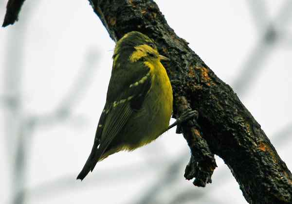 北京植物园赏鸟（三），黄腹山雀（组图）