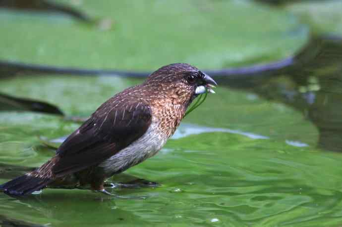 摄鸟拾趣 wbr wbr白腰文鸟（二）