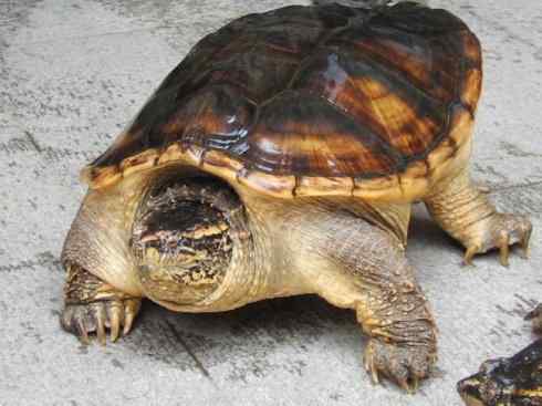 玄武:传说的兽原型探秘(平胸龟) 玄武:传说的兽原型探秘(平胸龟)