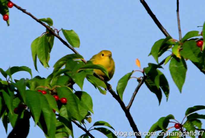 黄色林莺（2）