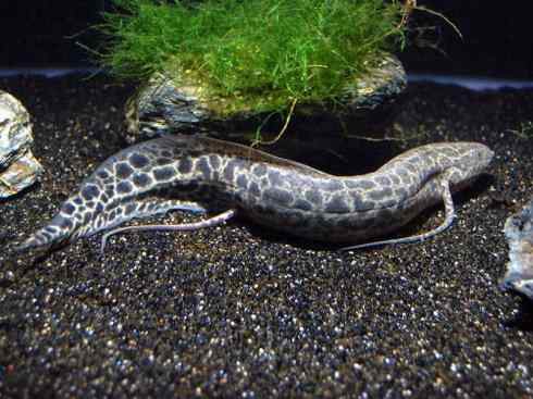 鱼类活化石：非洲肺鱼