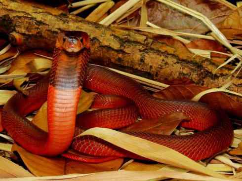 龙：传说的兽原型探秘（眼睛蛇类）