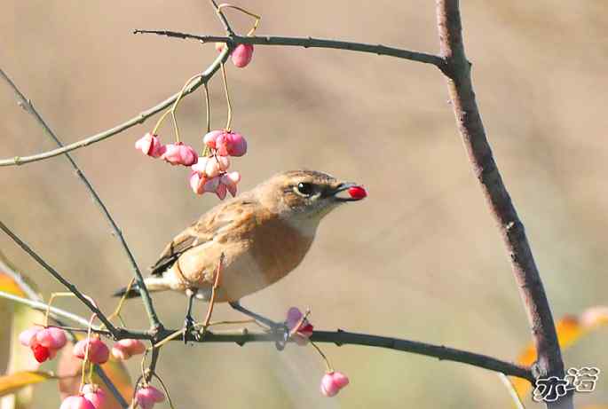 河北乐亭&nbsp;wbr路&nbsp;wbr新进账的鸟儿